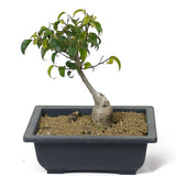 Ficus Too Little Bonsai  D115
