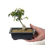 Ficus Too Little Bonsai  D115