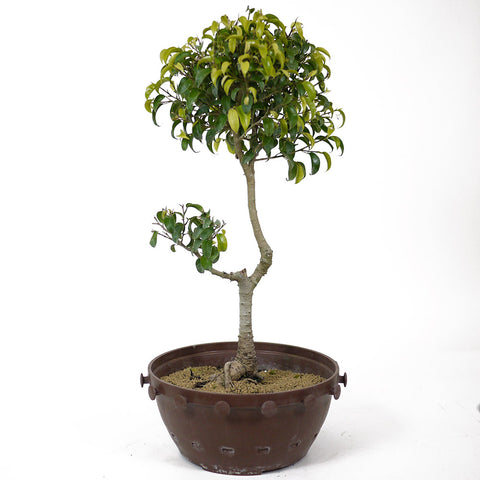 Ficus Too Little Pre-Bonsai D116