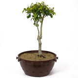 Ficus Too Little Bonsai D117