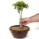 Ficus Too Little Bonsai D117