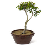 Ficus Too Little Bonsai D117