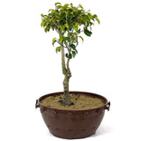 Ficus Too Little Bonsai D117