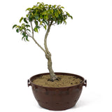 Ficus Too Little Bonsai D117