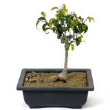 Ficus Too Little Bonsai  D118