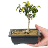 Ficus Too Little Bonsai  D118