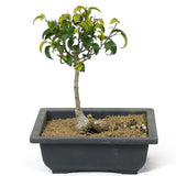 Ficus Too Little Bonsai  D118