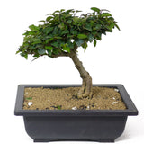 Ficus Too Little Bonsai  D119