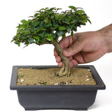 Ficus Too Little Bonsai  D119