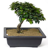 Ficus Too Little Bonsai  D119