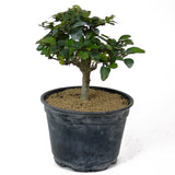 Parrot's Beak Pre-Bonsai D120