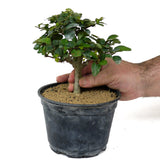 Parrot's Beak Pre-Bonsai D120