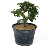 Parrot's Beak Pre-Bonsai D120
