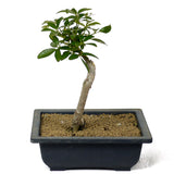Umbrella Tree - Aboricola Schefflera Bonsai D122