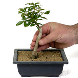 Umbrella Tree - Aboricola Schefflera Bonsai D122