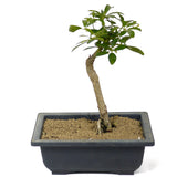 Umbrella Tree - Aboricola Schefflera Bonsai D122