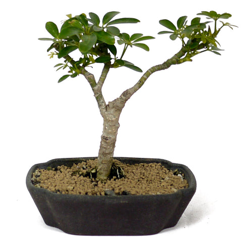 schefflera bonsai tree Dwarf umbrella tree aka Aboricola Schefflera Bonsai D123