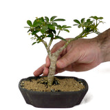 Dwarf umbrella tree aka Aboricola Schefflera Bonsai D123