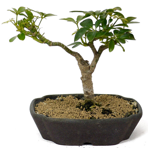 bonsai umbrella tree Dwarf umbrella tree aka Aboricola Schefflera Bonsai D123 – Stone Lantern
