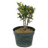 Dwarf Pomegranate Pre-Bonsai - Multi-Trunk - D124