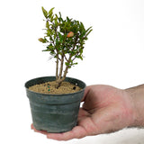 Dwarf Pomegranate Pre-Bonsai - Multi-Trunk - D124
