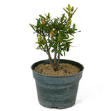 Dwarf Pomegranate Pre-Bonsai - Multi-Trunk - D124