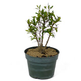Dwarf Pomegranate Pre-Bonsai - Multi-Trunk - D127