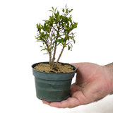 Dwarf Pomegranate Pre-Bonsai - Multi-Trunk - D127
