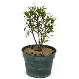 Dwarf Pomegranate Pre-Bonsai - Multi-Trunk - D127