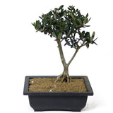 Olive - D129