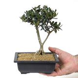 Olive - D129