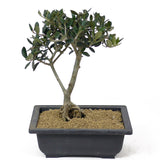 Olive - D129