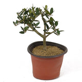 Olive Pre-Bonsai - D130