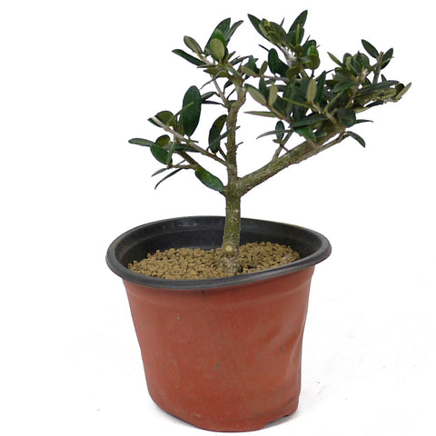 olive tree pre bonsai Olive Pre-Bonsai