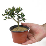 Olive Pre-Bonsai - D130