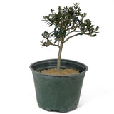 Olive Pre-Bonsai - D131