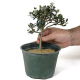 Olive Pre-Bonsai - D131