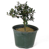 Olive Pre-Bonsai - D131