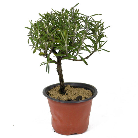 Rosemary Pre-Bonsai D132