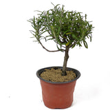 Rosemary Pre-Bonsai D132