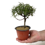 Rosemary Pre-Bonsai D132