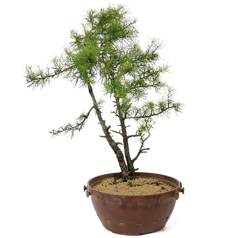 American Larch - D133