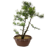 American Larch - D133