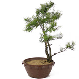American Larch - D133