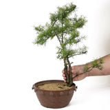 American Larch - D133