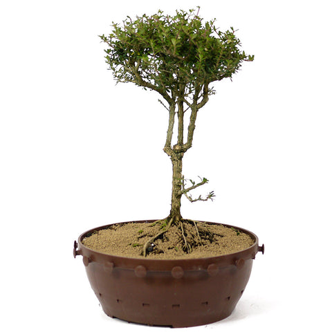 bahama berry bonsai tree Bahama Berry