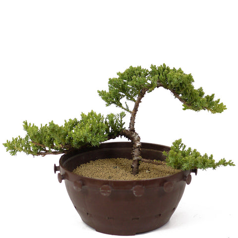 Dwarf Japanese Garden Juniper - D135