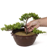 Dwarf Japanese Garden Juniper - D135