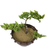 Dwarf Japanese Garden Juniper - D135
