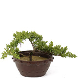 Dwarf Japanese Garden Juniper - D135